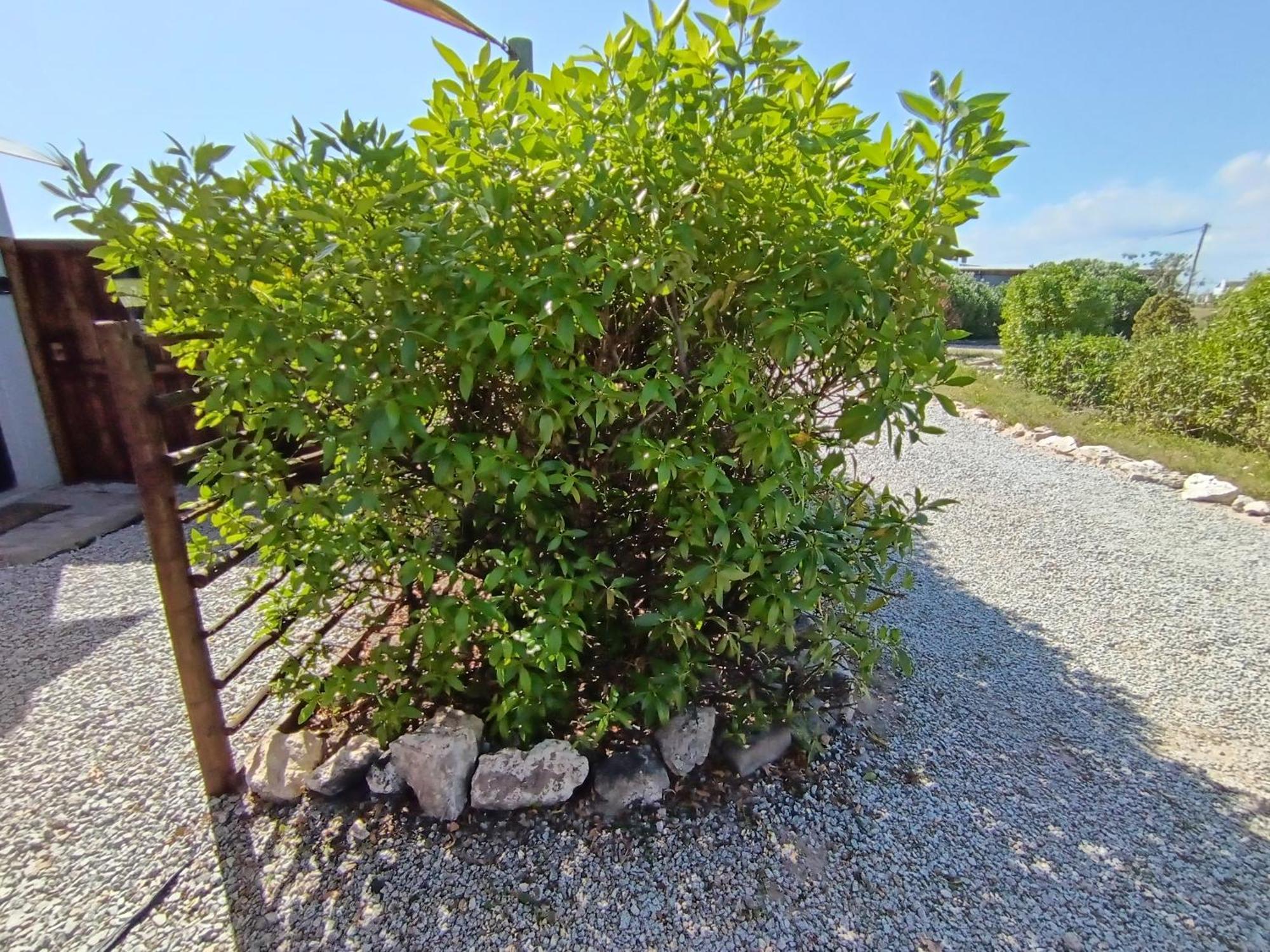 Silver Oaks Airbnb Langebaan Exterior foto